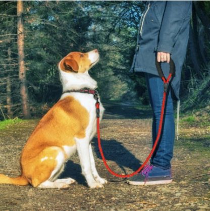 Reflective Dog Leash: Better Than A Retractable Dog Leash