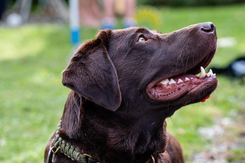 Can Labradors Eat Vegetables? 17 Safe Picks (and 4 to Never Feed)